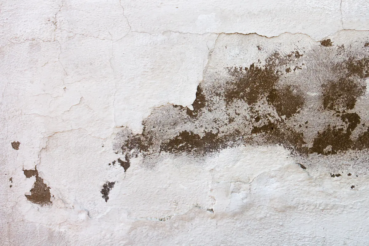 Moisissures en bas d'un mur intérieur causées par la condensation, à distinguer des remontées capillaires lors d'un diagnostic à Armentières
