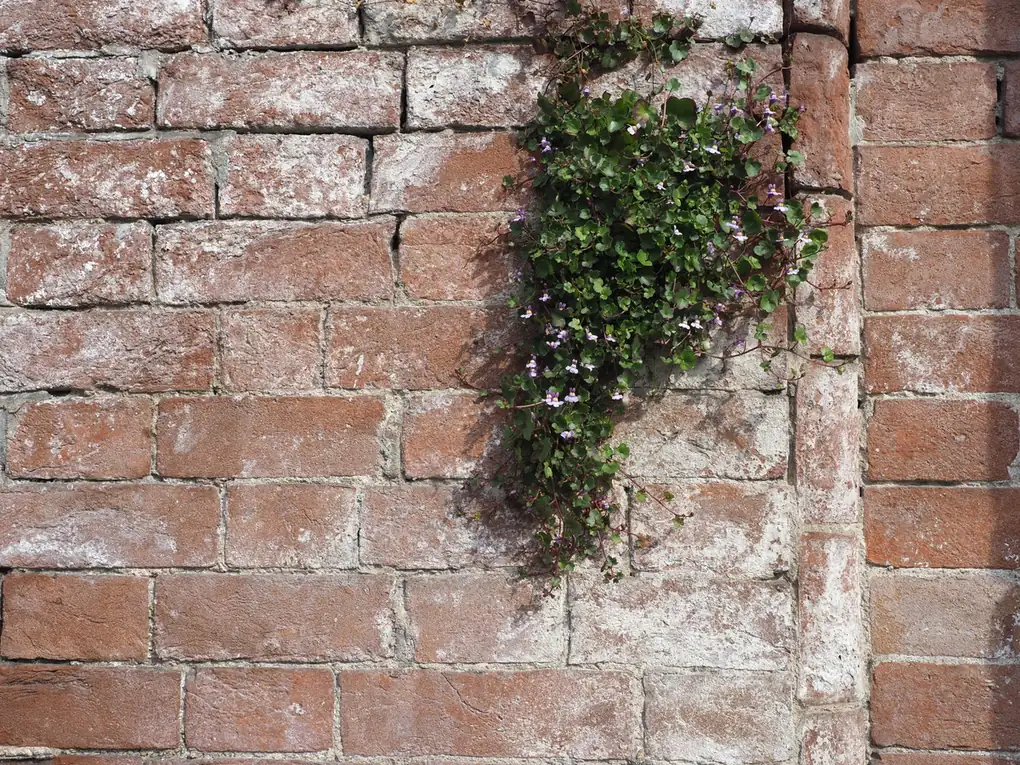 Efflorescences de salpêtre sur un mur de briques extérieur, signe d'humidité structurelle fréquent sur les maisons d'Armentières 59280